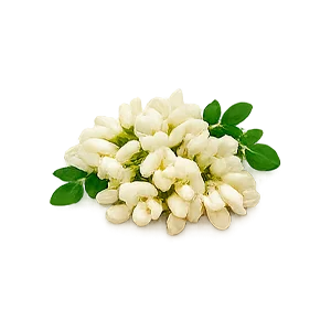 Reprostat Cream — Estratto di fiori di Sophora japonica