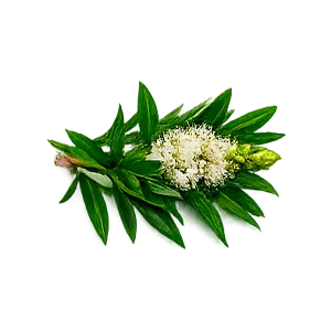 Reprostat Cream — Olio di tea tree (Melaleuca alternifolia)